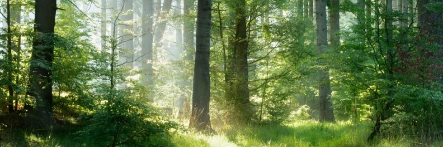 reforestaction reforestaction