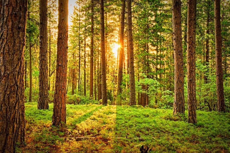 Forest
