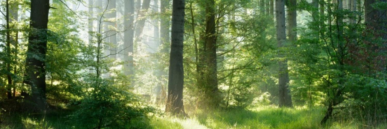 reforestaction reforestaction